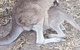 Shore Excursion: Coast, Caves And Wildlife Park - 8 Hour Tour - thumb 19
