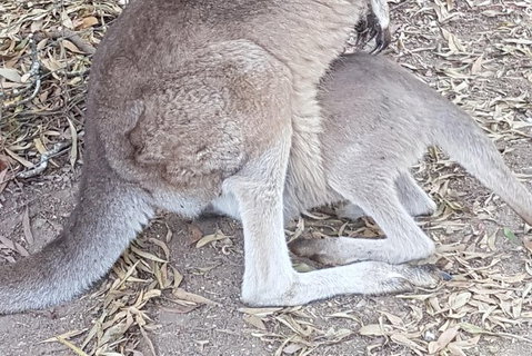 Shore Excursion: Coast, Caves And Wildlife Park - 8 Hour Tour - Tourism Gold Coast 19