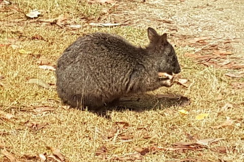 Shore Excursion: Coast, Caves And Wildlife Park - 8 Hour Tour - Tourism Gold Coast 3