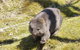 Shore Excursion: Coast, Caves And Wildlife Park - 8 Hour Tour - thumb 6