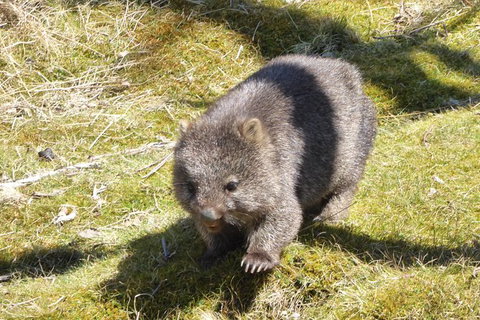 Shore Excursion: Coast, Caves And Wildlife Park - 8 Hour Tour - Tourism Gold Coast 6