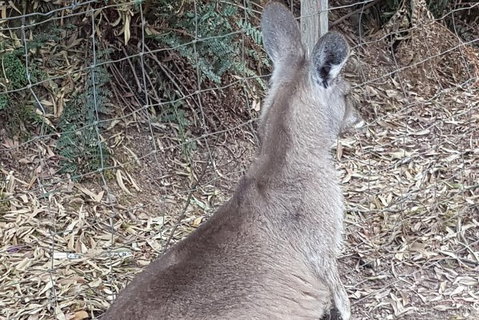 Shore Excursion: Coast, Caves And Wildlife Park - 8 Hour Tour - Tourism Gold Coast 9