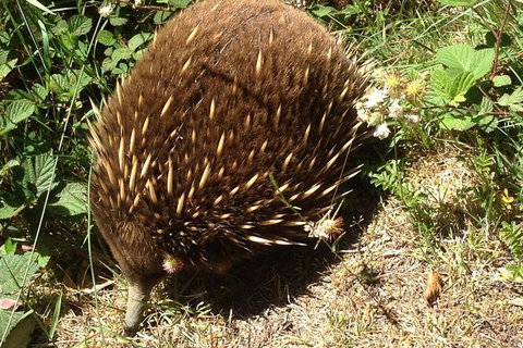 Shore Excursion: Coast, Caves And Wildlife Park - 8 Hour Tour - Tourism Gold Coast 18