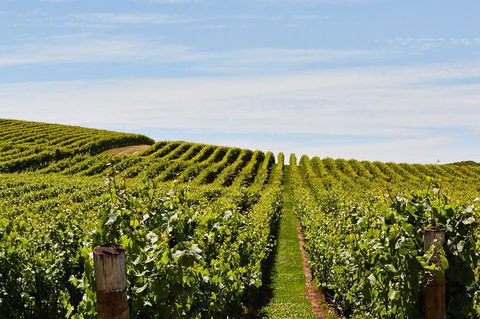 Launceston Wine & Sightseeing Tours - Gold Coast 3
