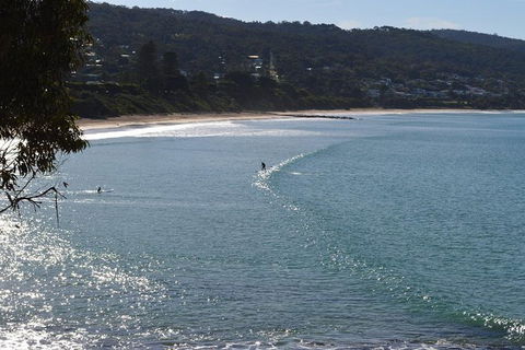 PRIVATE Great Ocean Road Tour And 12 Apostles With Wildlife Spotting - Tourism Gold Coast 6