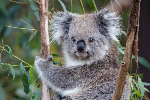 PRIVATE Great Ocean Road Tour And 12 Apostles With Wildlife Spotting - Tourism Gold Coast 7