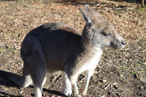 PRIVATE Great Ocean Road Tour And 12 Apostles With Wildlife Spotting - Tourism Gold Coast 2