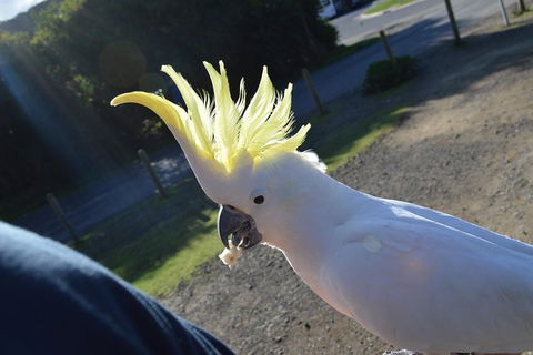 PRIVATE Great Ocean Road Tour And 12 Apostles With Wildlife Spotting - Tourism Gold Coast 3