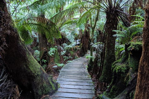 PRIVATE Great Ocean Road Tour And 12 Apostles With Wildlife Spotting - Tourism Gold Coast 8