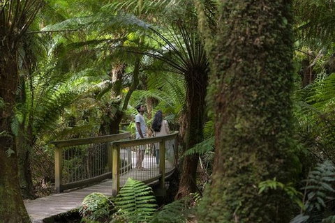 Great Ocean Road And Otway National Park Sightseeing Day Tour - Tourism Gold Coast 2