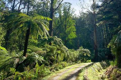 Hiking Tour To Aqueduct And Warburton Valley Lookout - Tourism Gold Coast 1