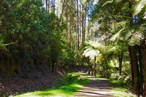 Half-Day Biking Activity From Aqueduct To California Redwoods - Tourism Gold Coast 2