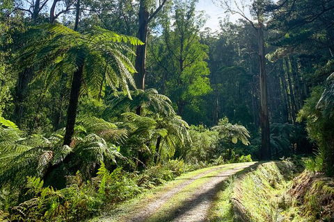 Half-Day Biking Activity From Aqueduct To California Redwoods - Tourism Gold Coast 1