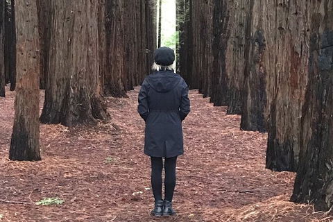 Half-Day Biking Activity From Aqueduct To California Redwoods - Tourism Gold Coast 0