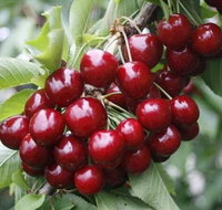 Fruits picking tour from Melbourne - Tourism Gold Coast