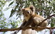 Great Ocean Road & Phillip Island Overnight Tour - thumb 17