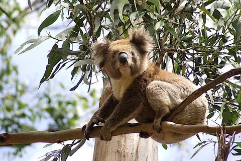 Great Ocean Road & Phillip Island Overnight Tour - Tourism Gold Coast 17