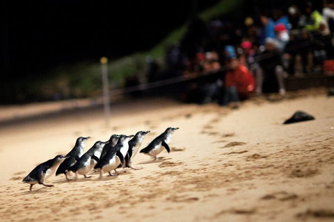 Great Ocean Road & Phillip Island Overnight Tour - Tourism Gold Coast 6