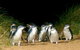 Great Ocean Road & Phillip Island Overnight Tour - thumb 11