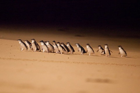 Great Ocean Road & Phillip Island Overnight Tour - Tourism Gold Coast 2