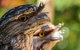 Great Ocean Road & Phillip Island Overnight Tour - thumb 16