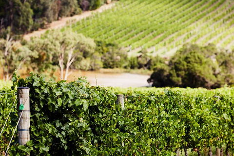 Mornington Peninsula 2-6 Guests With Lunch And Art Walk At Pt Leo Estate - Gold Coast 5