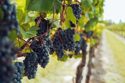 Yarra Valley 2-6 Guests With Lunch And Gin Tasting At Four Pillars - Tourism Gold Coast 4