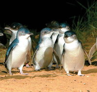 Phillip Island Penguin and wildlife Tour - Tourism Gold Coast