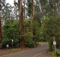 Full-Day Dandenong Ranges Tour with Pickup from Melbourne - Tourism Gold Coast