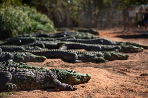 Malcolm Douglas Crocodile Park - Tourism Gold Coast 8