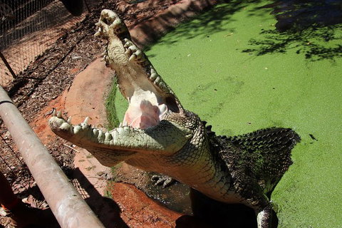 Malcolm Douglas Crocodile Park - Tourism Gold Coast 10