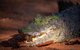 Malcolm Douglas Crocodile Park - thumb 11