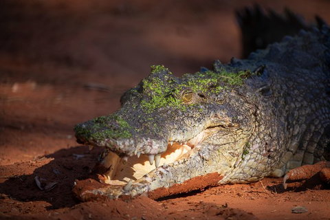 Malcolm Douglas Crocodile Park - Tourism Gold Coast 11
