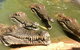 Malcolm Douglas Crocodile Park - thumb 5