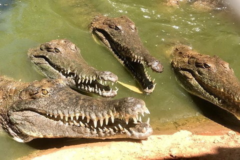 Malcolm Douglas Crocodile Park - Tourism Gold Coast 5