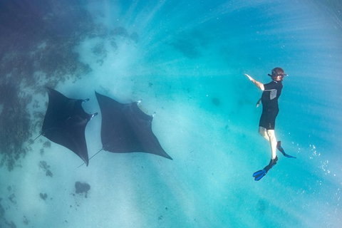 Marine Eco Safari - Swim With Manta Rays - Tourism Gold Coast 1