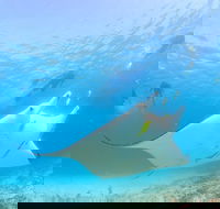 Marine Eco Safari - Swim with Manta Rays - Tourism Gold Coast