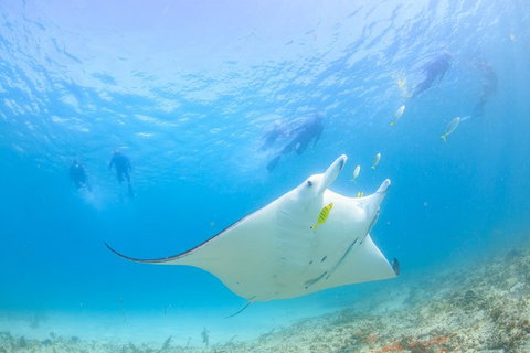 Marine Eco Safari - Swim With Manta Rays - Tourism Gold Coast 0