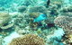 Marine Eco Safari - Swim With Manta Rays - thumb 3