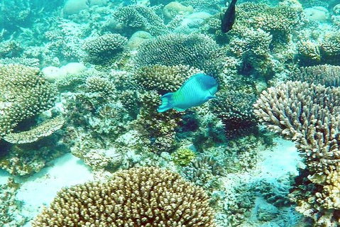 Marine Eco Safari - Swim With Manta Rays - Tourism Gold Coast 3