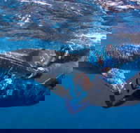 Whale Shark Safari - Tourism Gold Coast