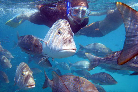 Coral Bay 2-Hour Coral Viewing And Snorkeling - Tourism Gold Coast 0