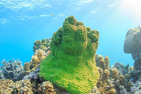 Coral Bay 2-Hour Coral Viewing And Snorkeling - Tourism Gold Coast 5