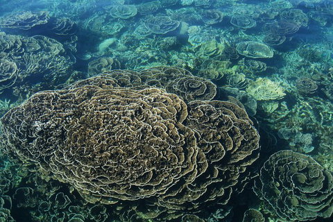 Coral Bay 2-Hour Coral Viewing And Snorkeling - Tourism Gold Coast 1