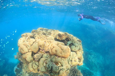 Coral Bay 2-Hour Coral Viewing And Snorkeling - Tourism Gold Coast 4