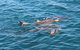 Roebuck Bay Snubfin Dolphin Cruise - thumb 2