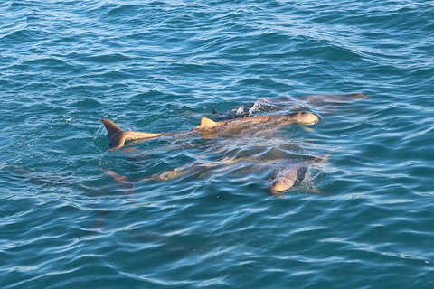 Roebuck Bay Snubfin Dolphin Cruise - Tourism Gold Coast 2