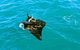 Roebuck Bay Snubfin Dolphin Cruise - thumb 3