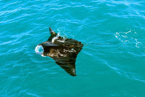 Roebuck Bay Snubfin Dolphin Cruise - Tourism Gold Coast 3
