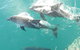 Roebuck Bay Snubfin Dolphin Cruise - thumb 0